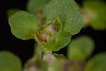 American golden saxifrage